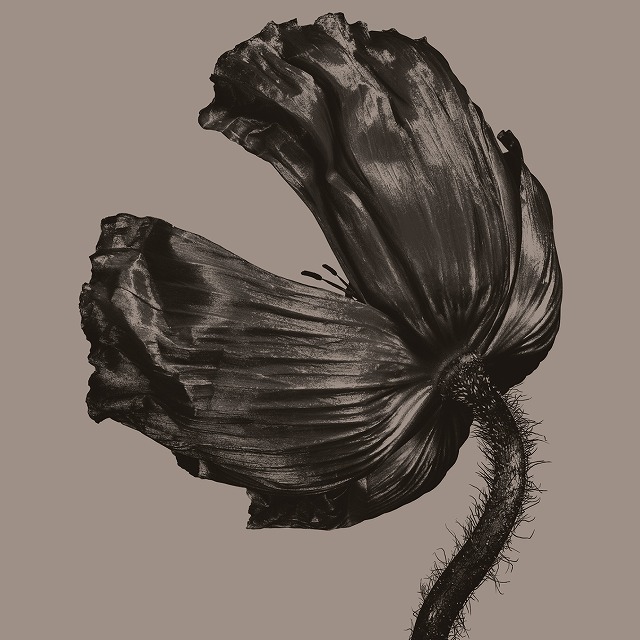 Wpcr 85119 psb release tif